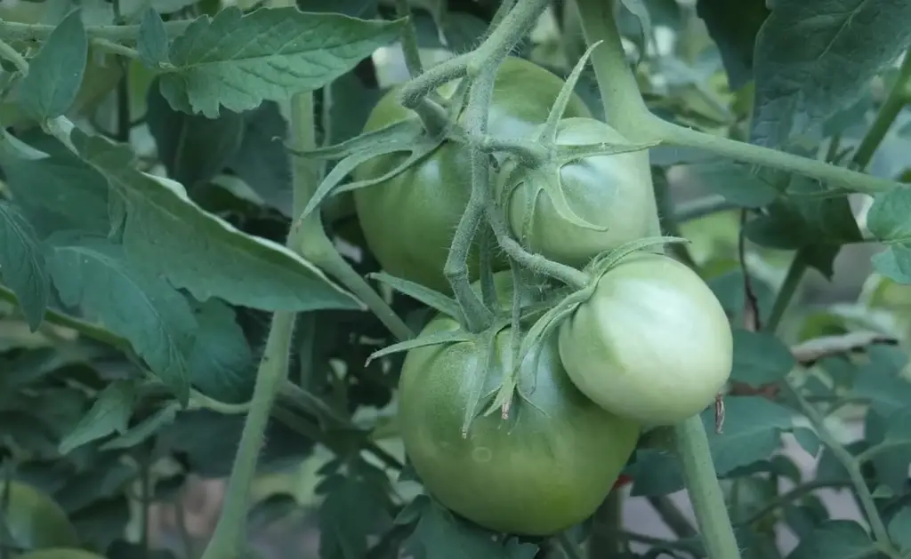 Should I Prune a San Marzano Tomato Plant?