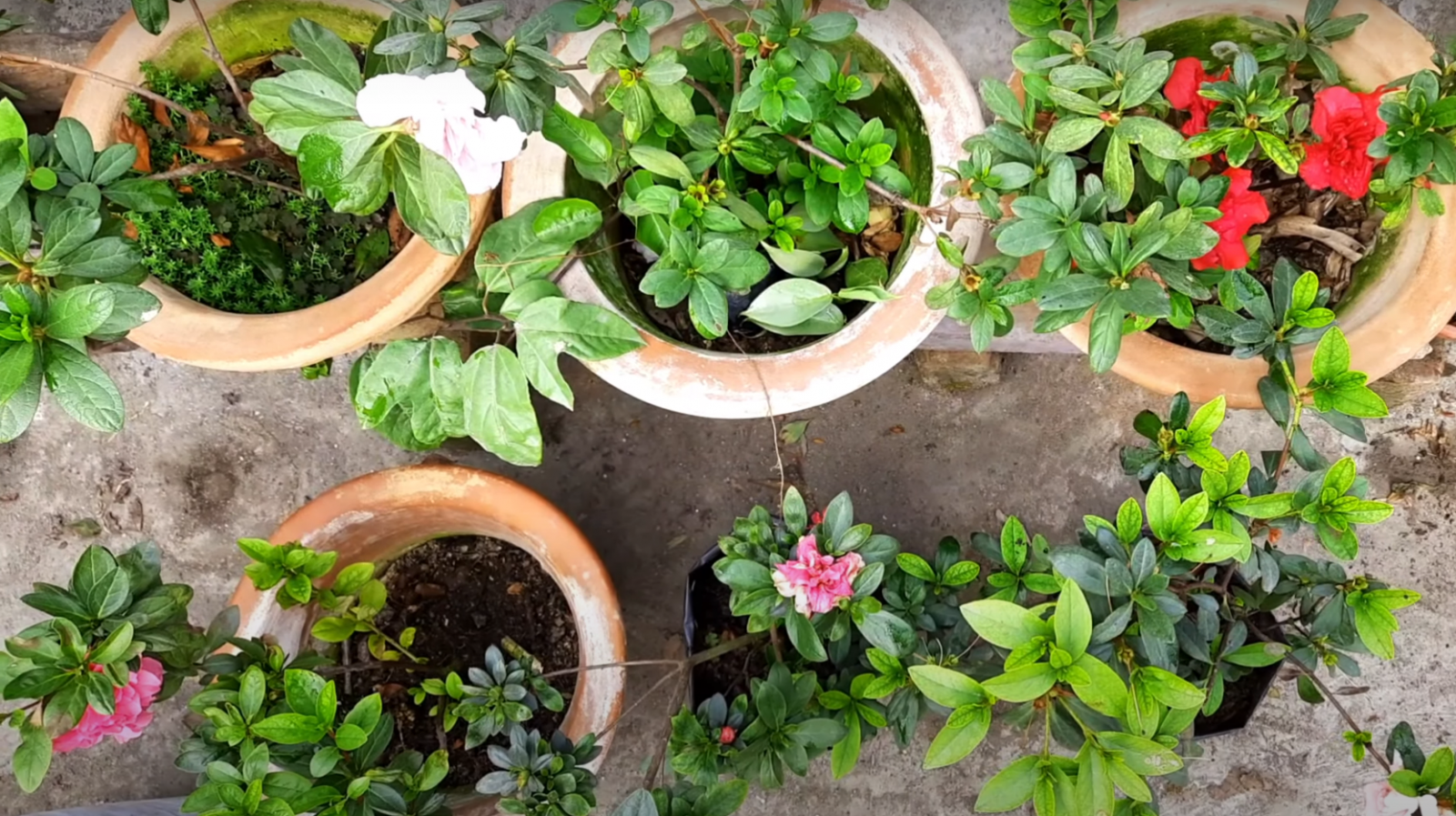 Azalea Leaves Turning Red: What to Do? - GardenProfy