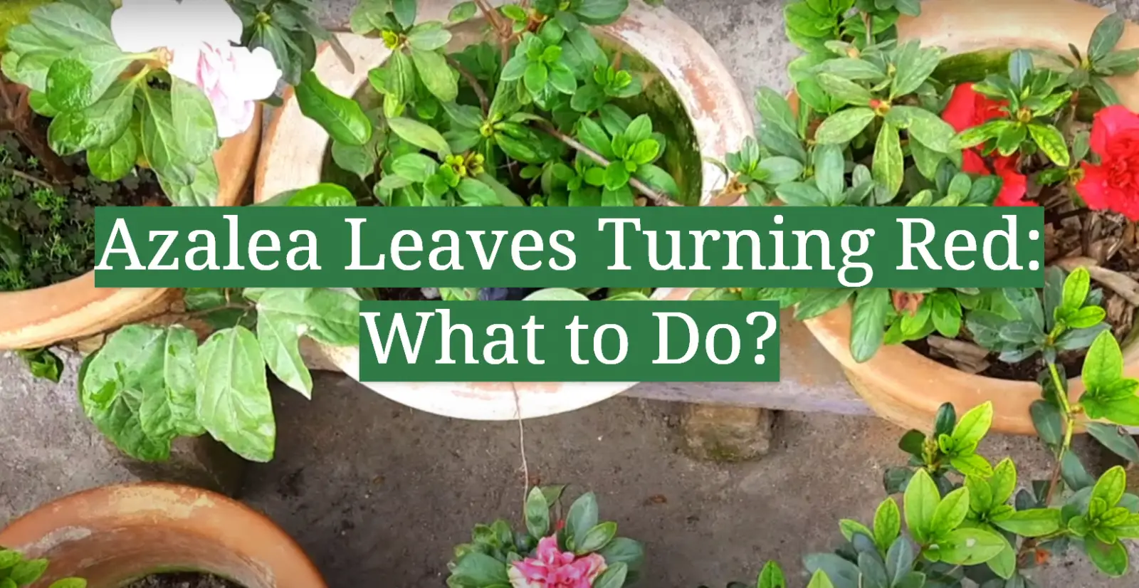 Azalea Leaves Turning Red: What to Do?