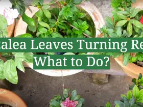 Azalea Leaves Turning Red: What to Do?