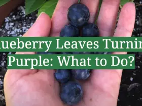 Blueberry Leaves Turning Purple: What to Do?