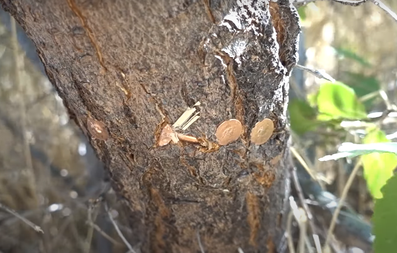 Do Copper Nails Kill Trees? GardenProfy