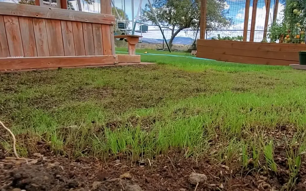 How to Mow Seeded Lawns