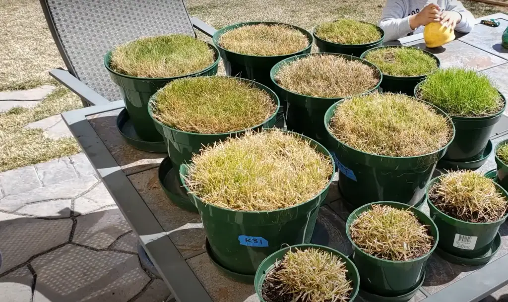 How Long Does It Take Grass Seeds To Sprout?