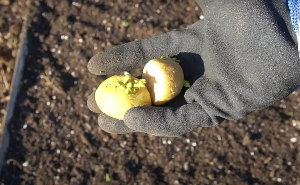 Do Potatoes Grow Better in Sun or Shade?