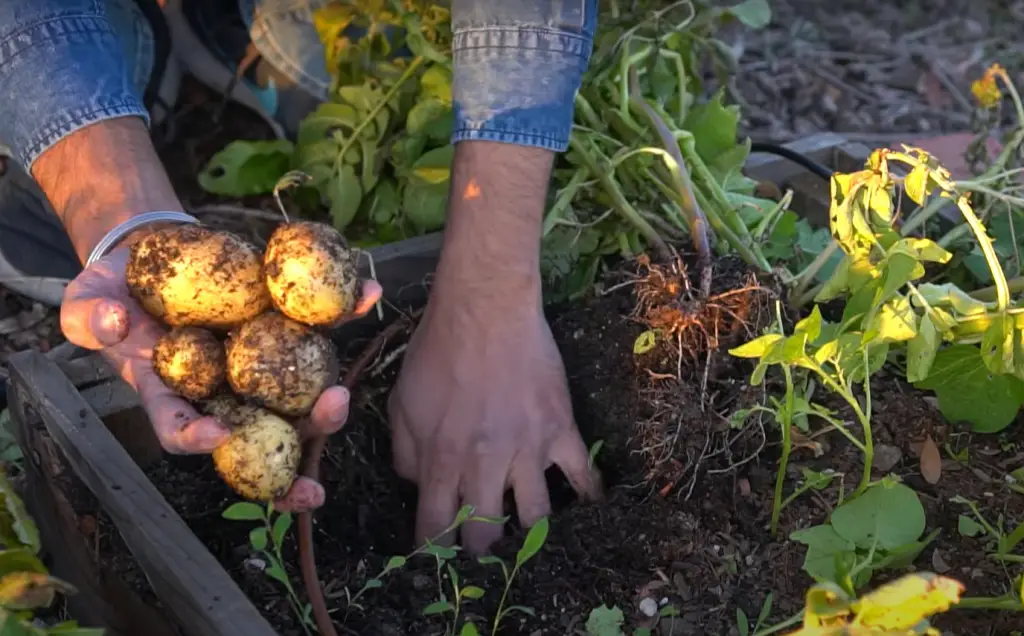 Do Potatoes Need a Lot of Water?