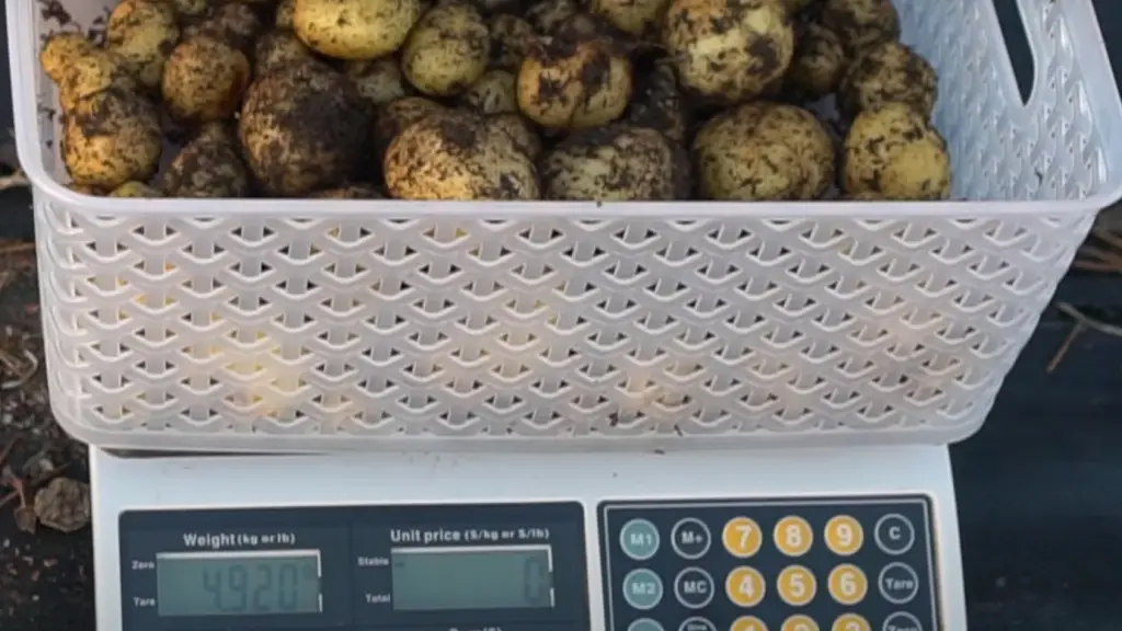 How Long Do Potatoes Last in a Dark Place?