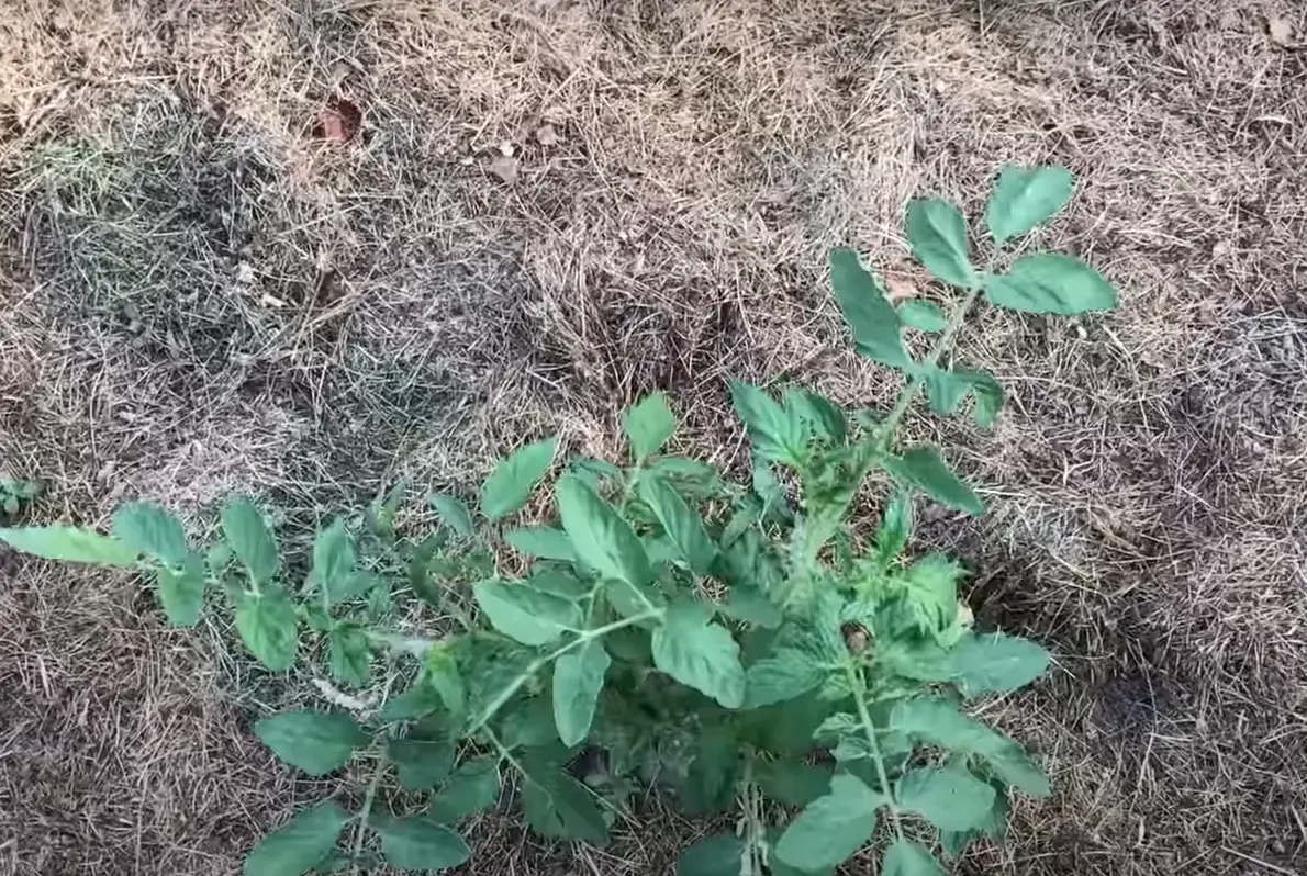 How to Compost Grass Clippings? GardenProfy