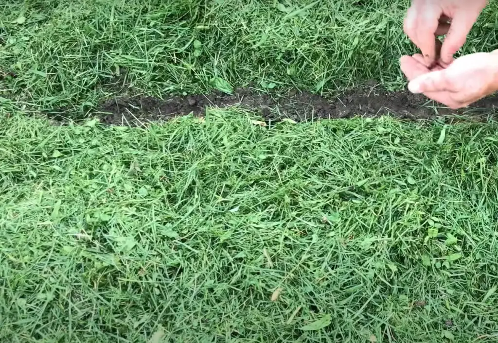 Using in the Lawn