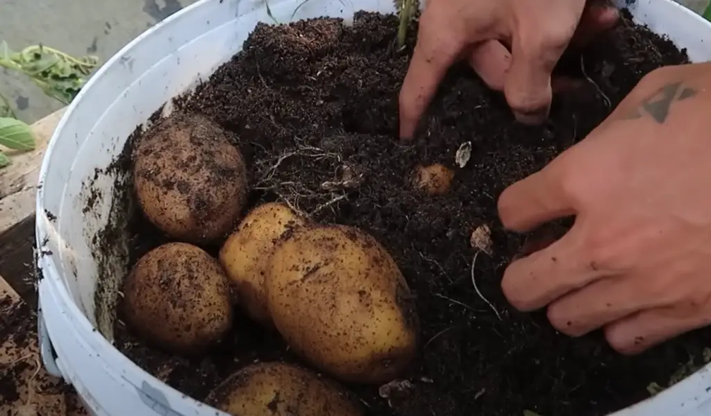 Harvesting Potatoes For Personal Consumption