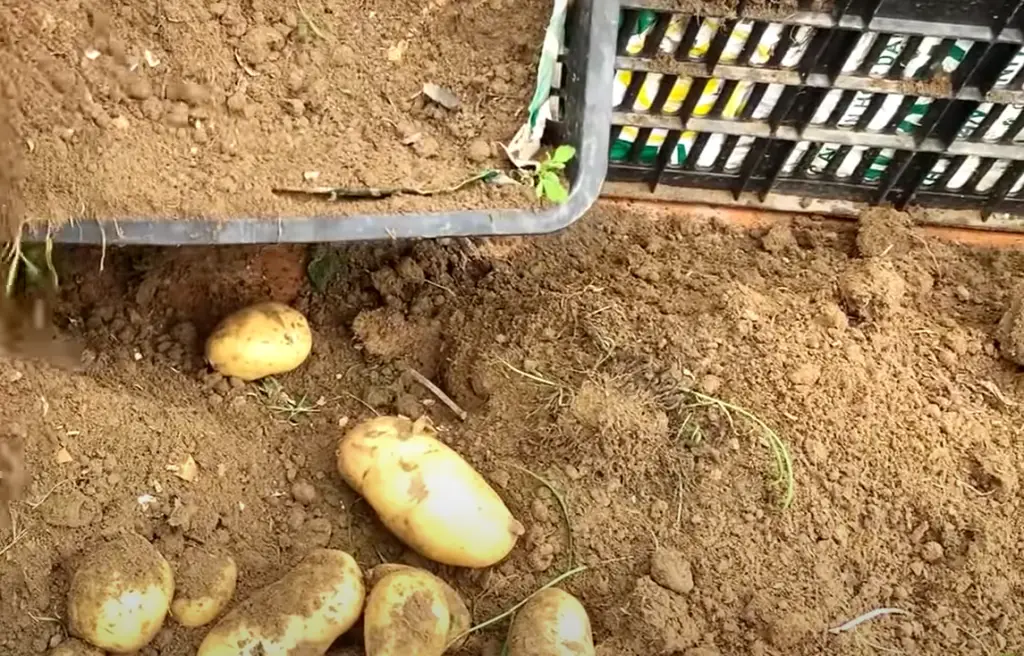 Pick the Right Types of Potatoes