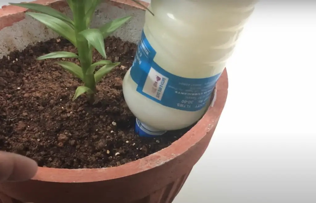 Effect of Milk on Plant Growth