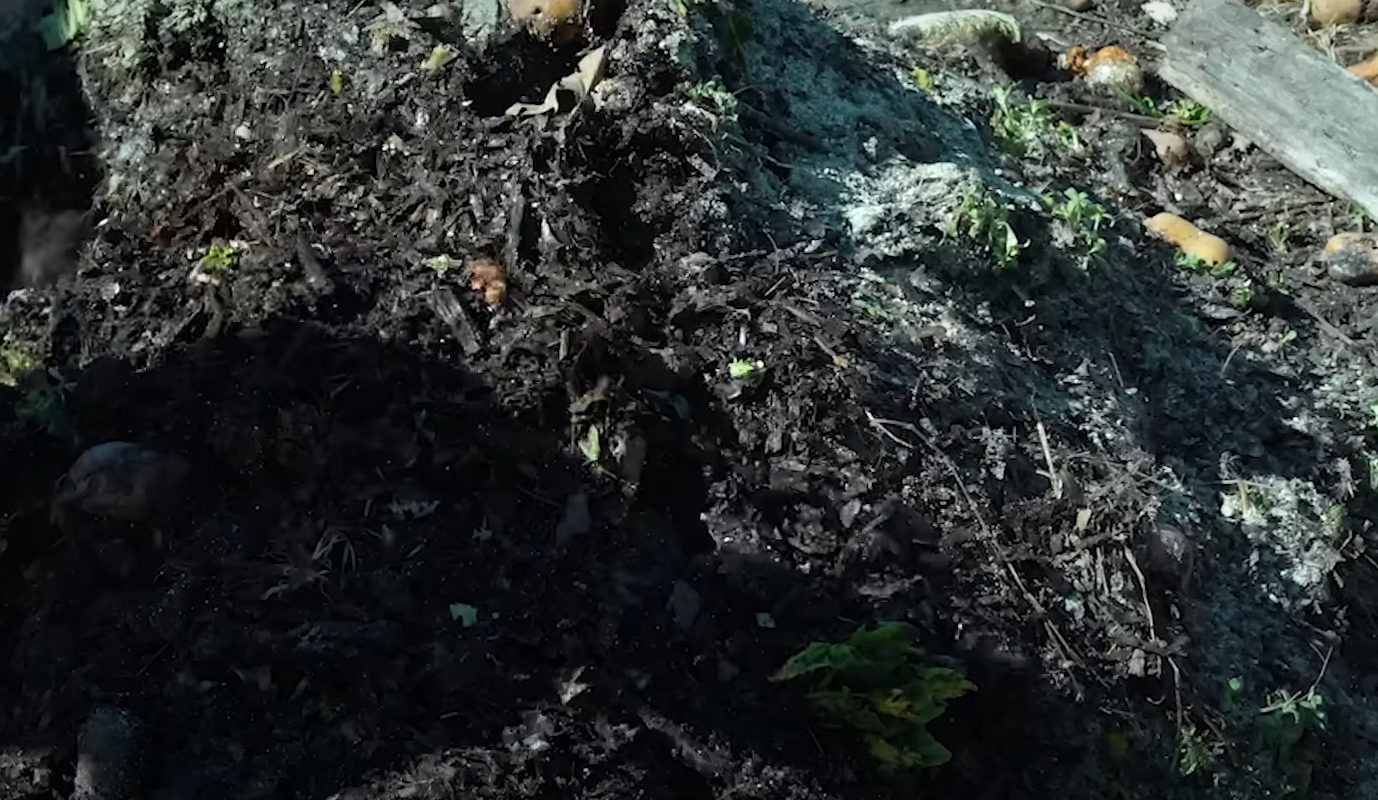 Is Mold Bad for Compost? GardenProfy