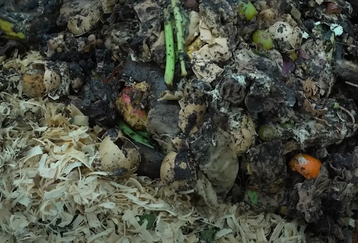 Is Mold Bad for Compost? GardenProfy