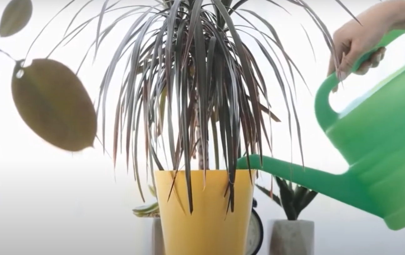 Is Sugar Water Good for Plants? GardenProfy