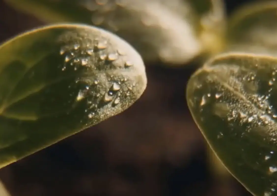 Is Sugar Water Good for Plants? GardenProfy