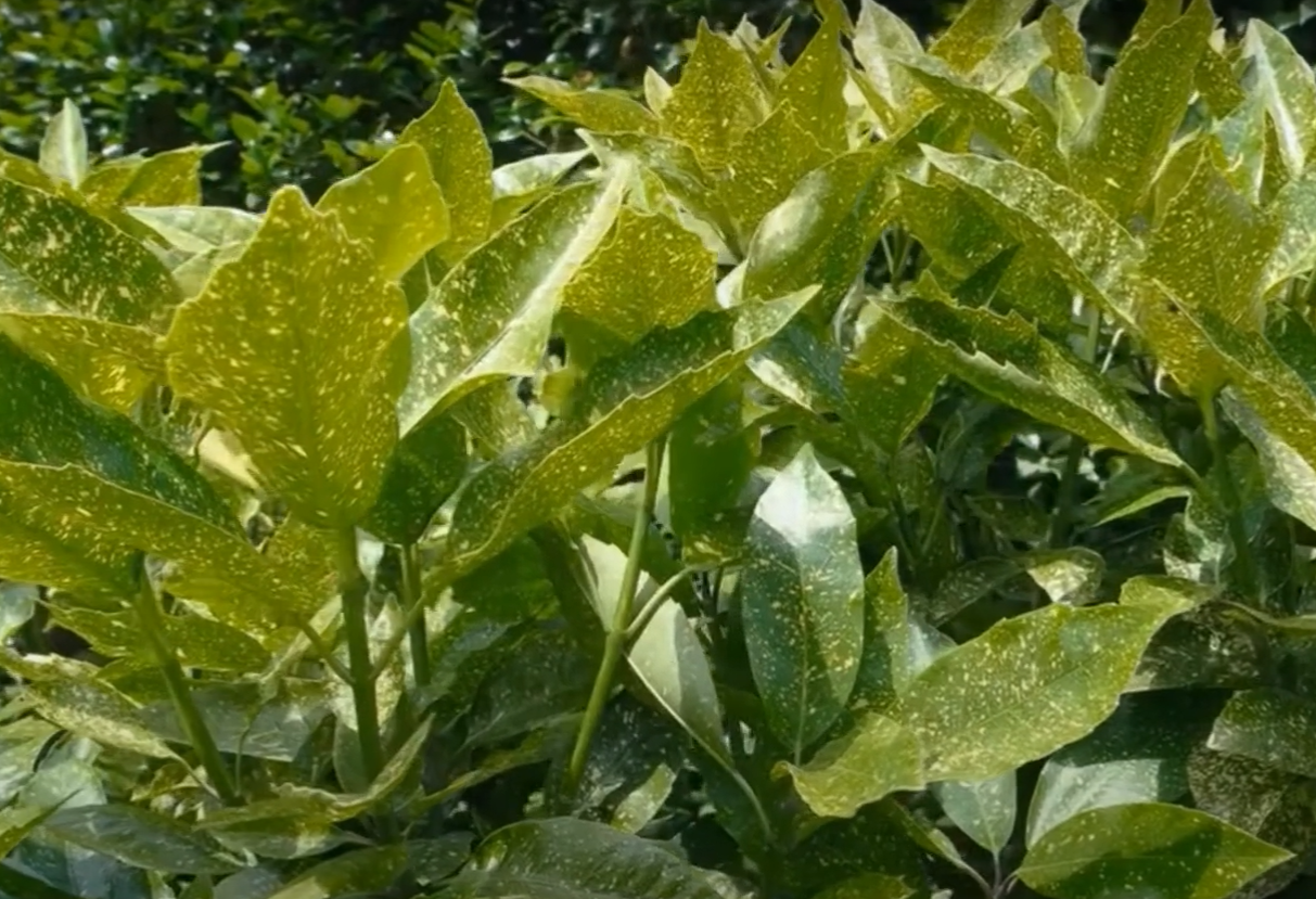 Is Sugar Water Good for Plants? GardenProfy