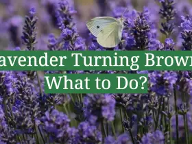 Lavender Turning Brown: What to Do?