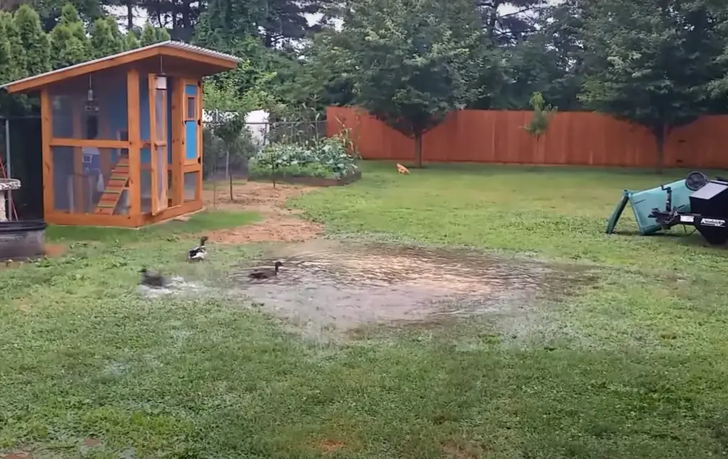 Reasons Why is the Yard Always Wet and Muddy?