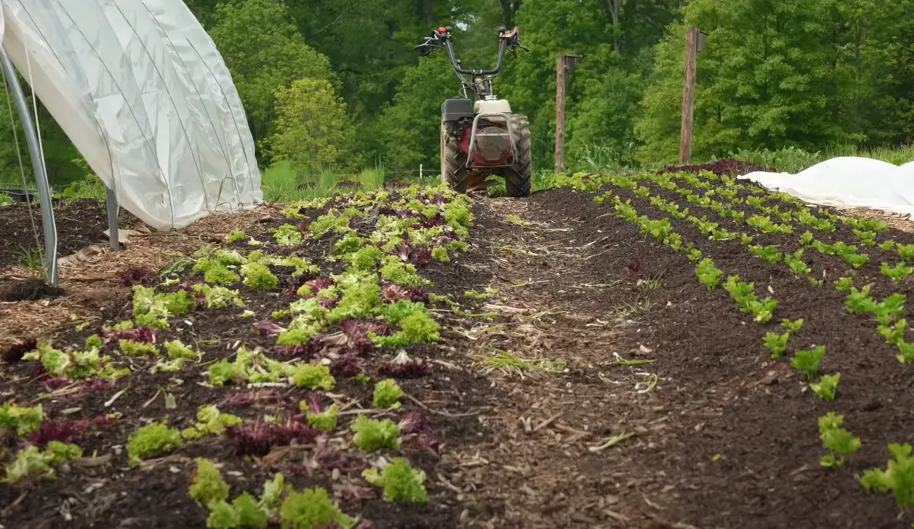 My Yard Is Always Wet and Muddy What to Do? GardenProfy