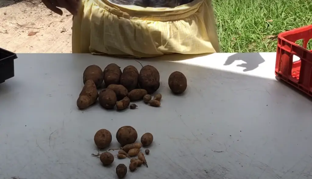 How to Plant Seed Potatoes