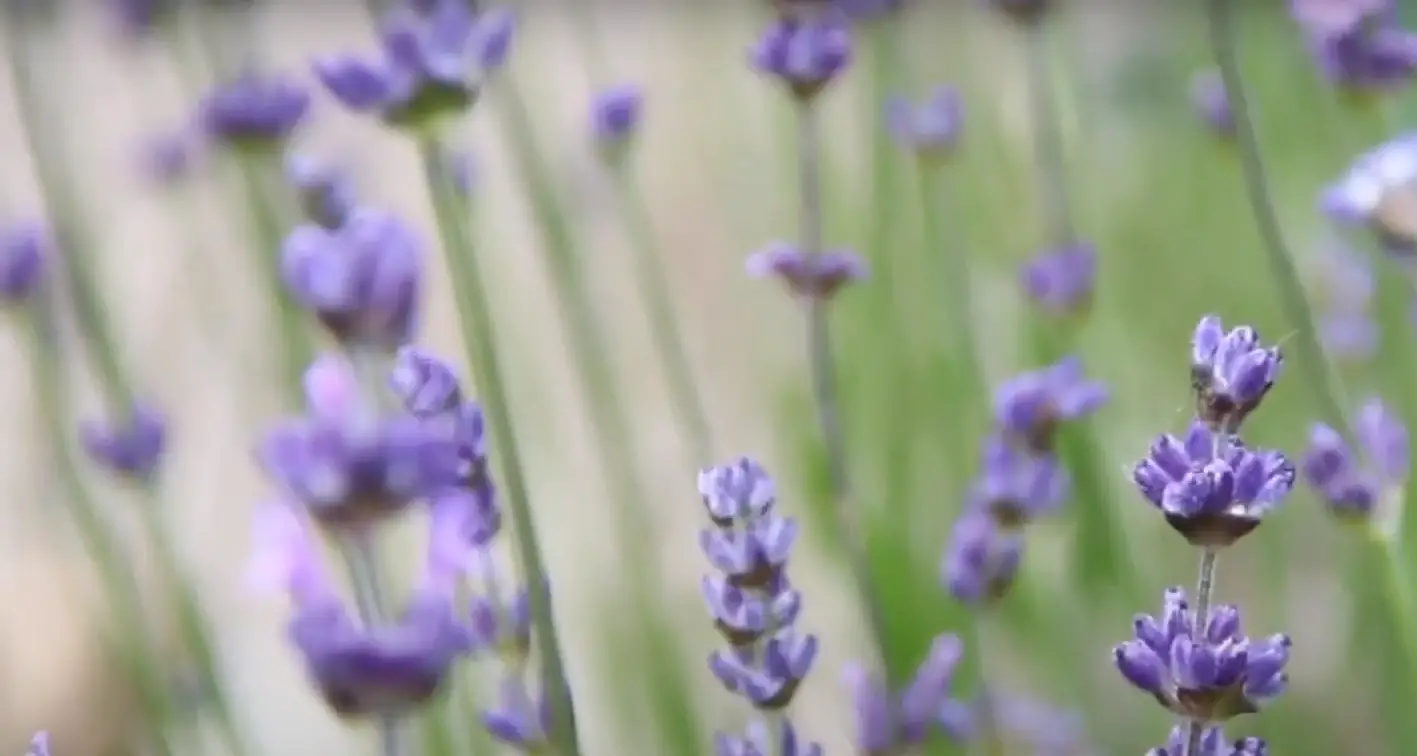 The Most Common Reasons Lavender Turns Brown
