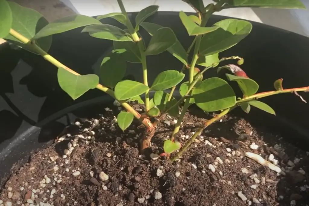 Climbing Fruits That Grow on Vines