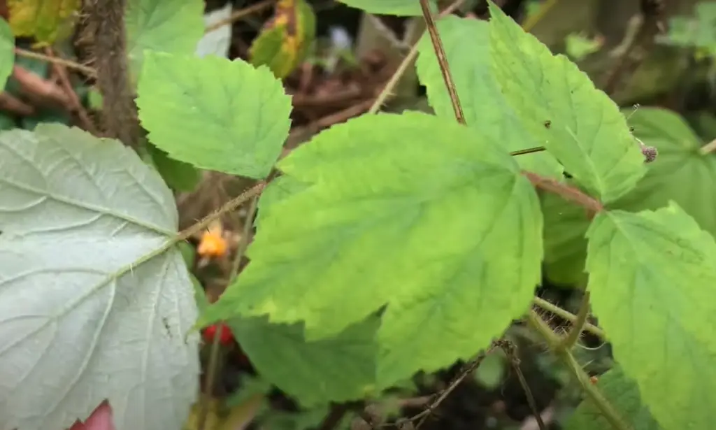 Why Grow Fruit on Vines?