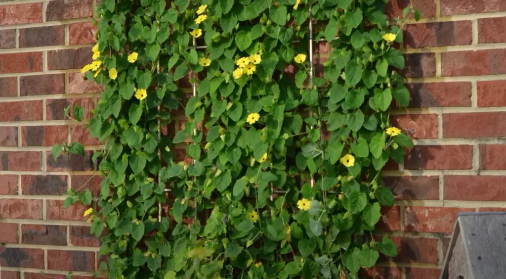 What Are Climbing Vegetables?