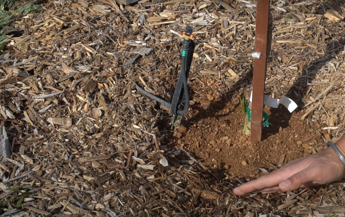 Wood Chips vs. Mulch for Garden Which is Better? GardenProfy