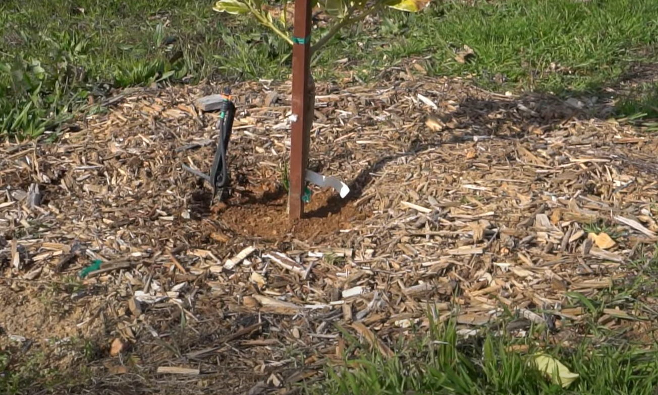 Wood Chips vs. Mulch for Garden Which is Better? GardenProfy