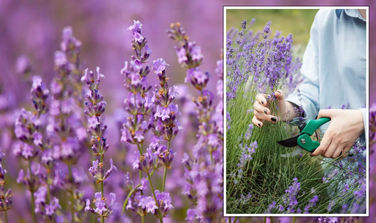 Can lavender be pruned too aggressively