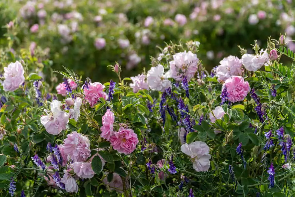 Complementary Plants for Lavender