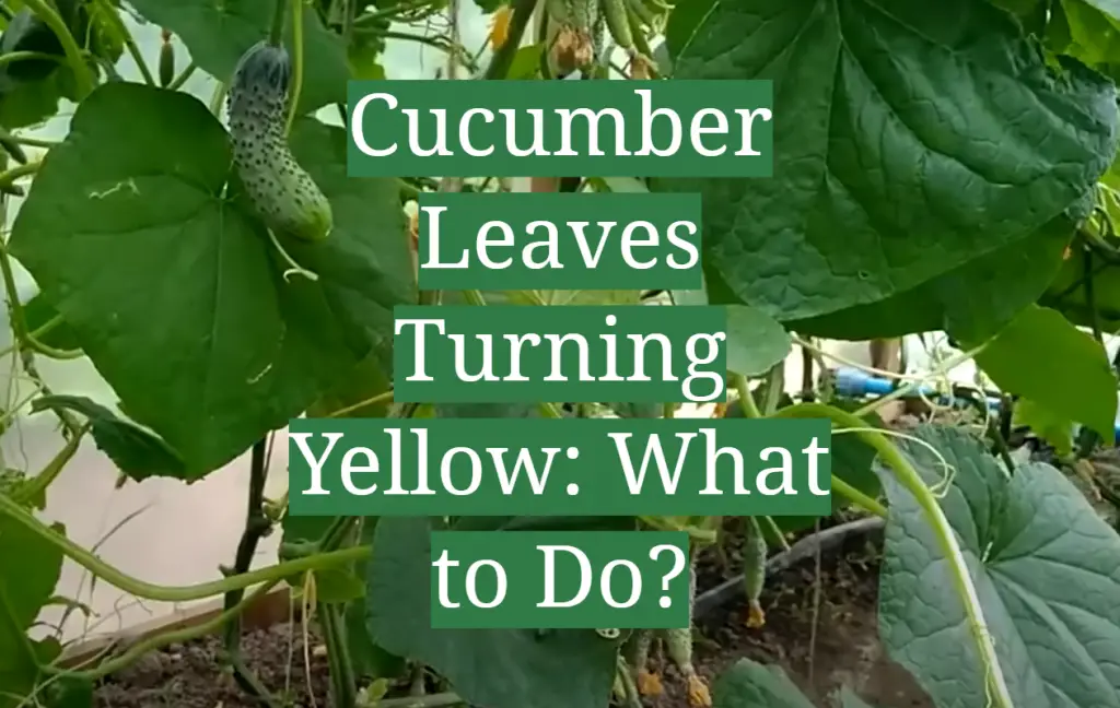 Cucumber Leaves Turning Yellow What to Do? GardenProfy
