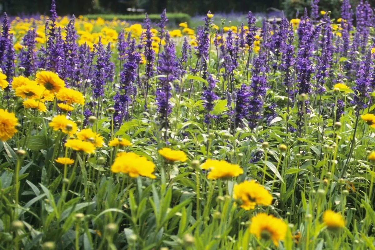 Does lavender require excessive sunlight