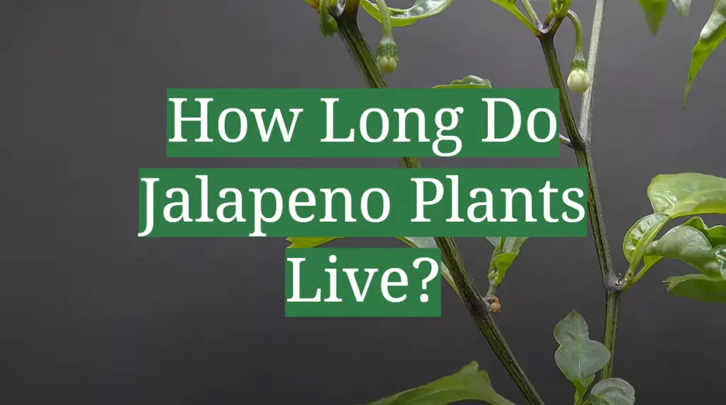 How Long Do Jalapeno Plants Live? GardenProfy