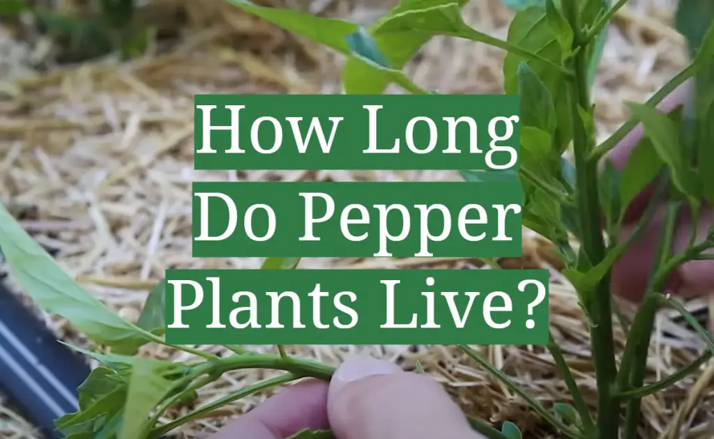 How Long Do Pepper Plants Live? GardenProfy