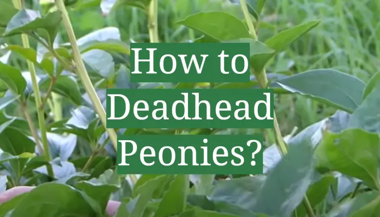 How to Deadhead Peonies? - GardenProfy