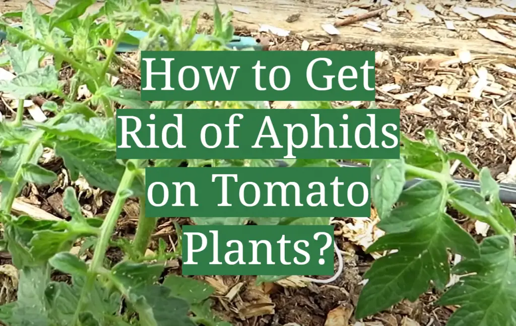How to Get Rid of Aphids on Tomato Plants? GardenProfy