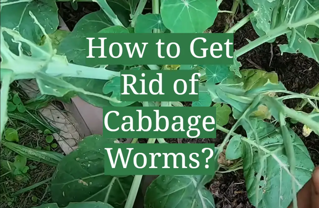 How to Get Rid of Cabbage Worms? GardenProfy