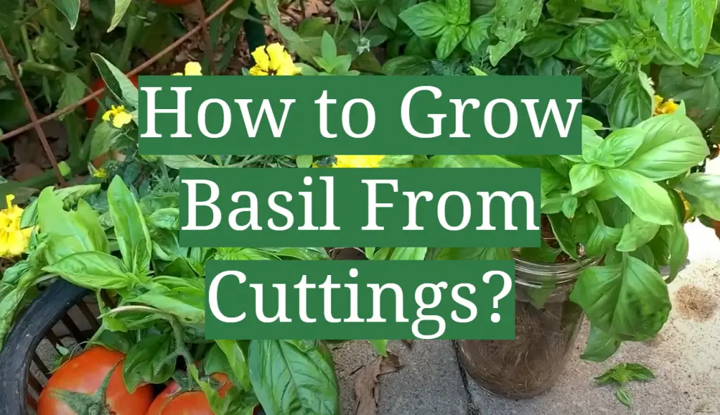 How to Grow Basil From Cuttings? GardenProfy