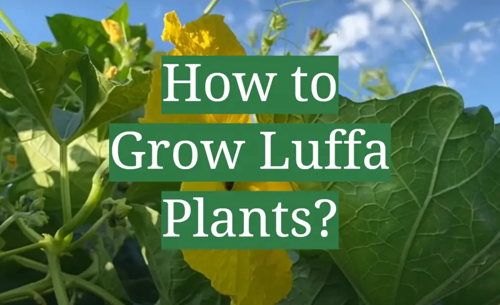 How to Grow Luffa Plants? GardenProfy