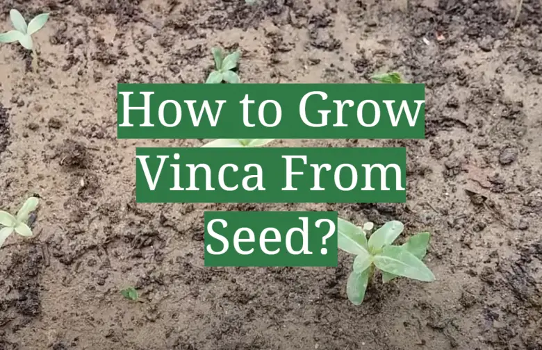 How to Grow Vinca From Seed? GardenProfy