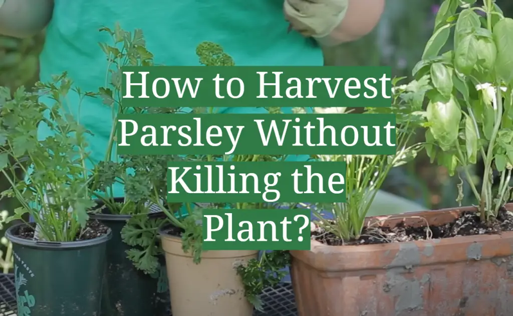 How to Harvest Parsley Without Killing the Plant? GardenProfy