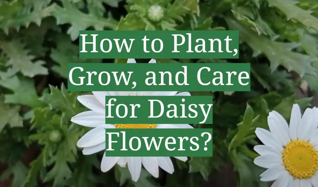 How to Plant, Grow, and Care for Daisy Flowers? GardenProfy