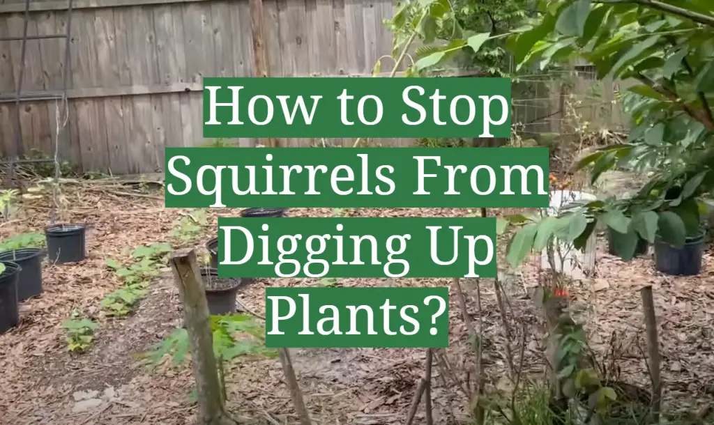 How to Stop Squirrels From Digging Up Plants? GardenProfy