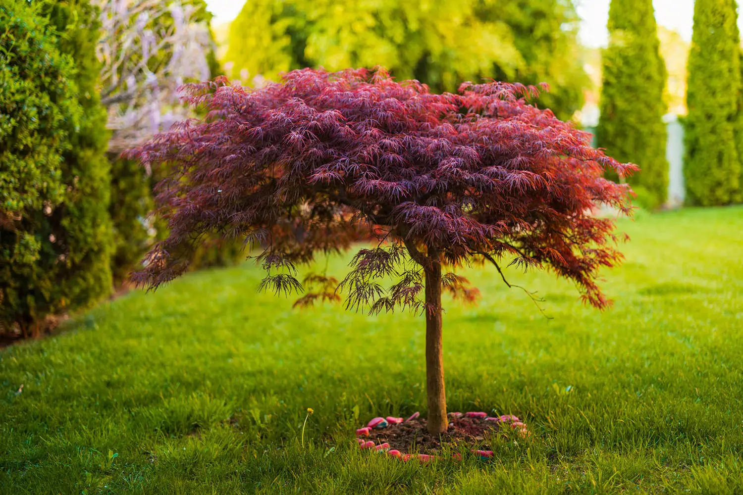 Is it possible to manipulate the height of a maple tree