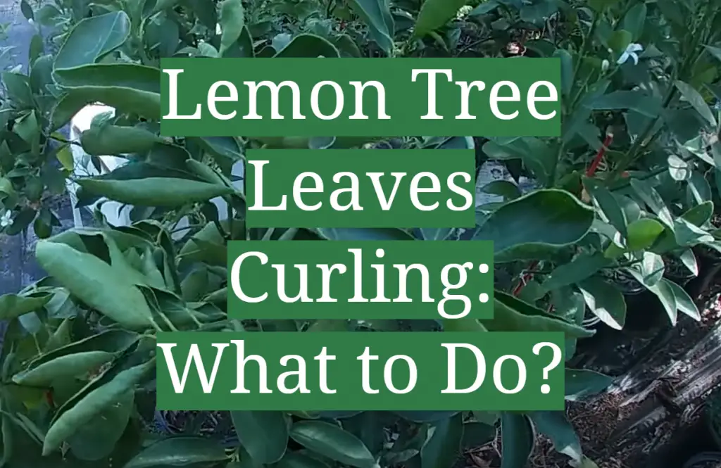 lemon-tree-leaves-curling-what-to-do-gardenprofy