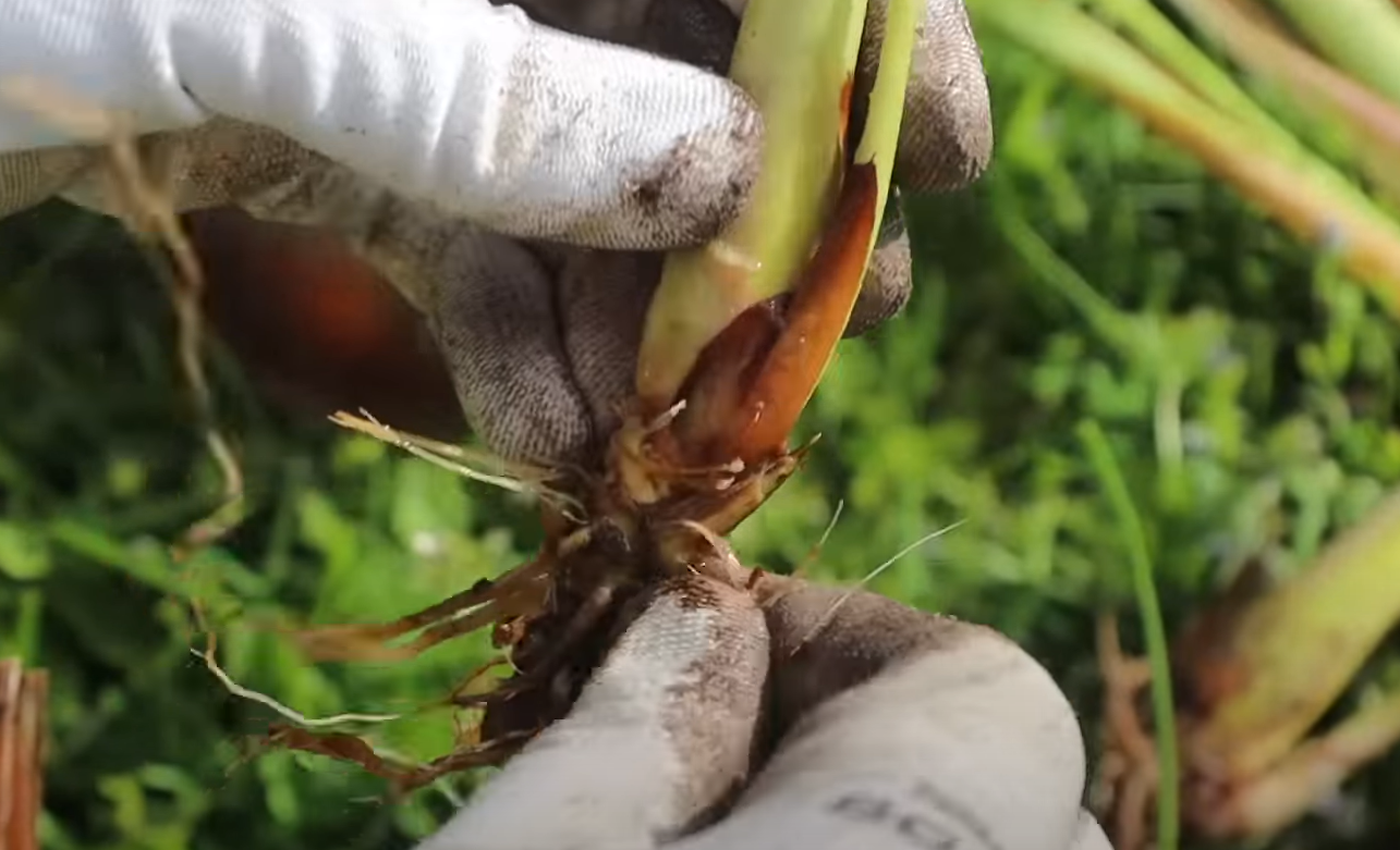 Garden Plants That Repel Lizards GardenProfy