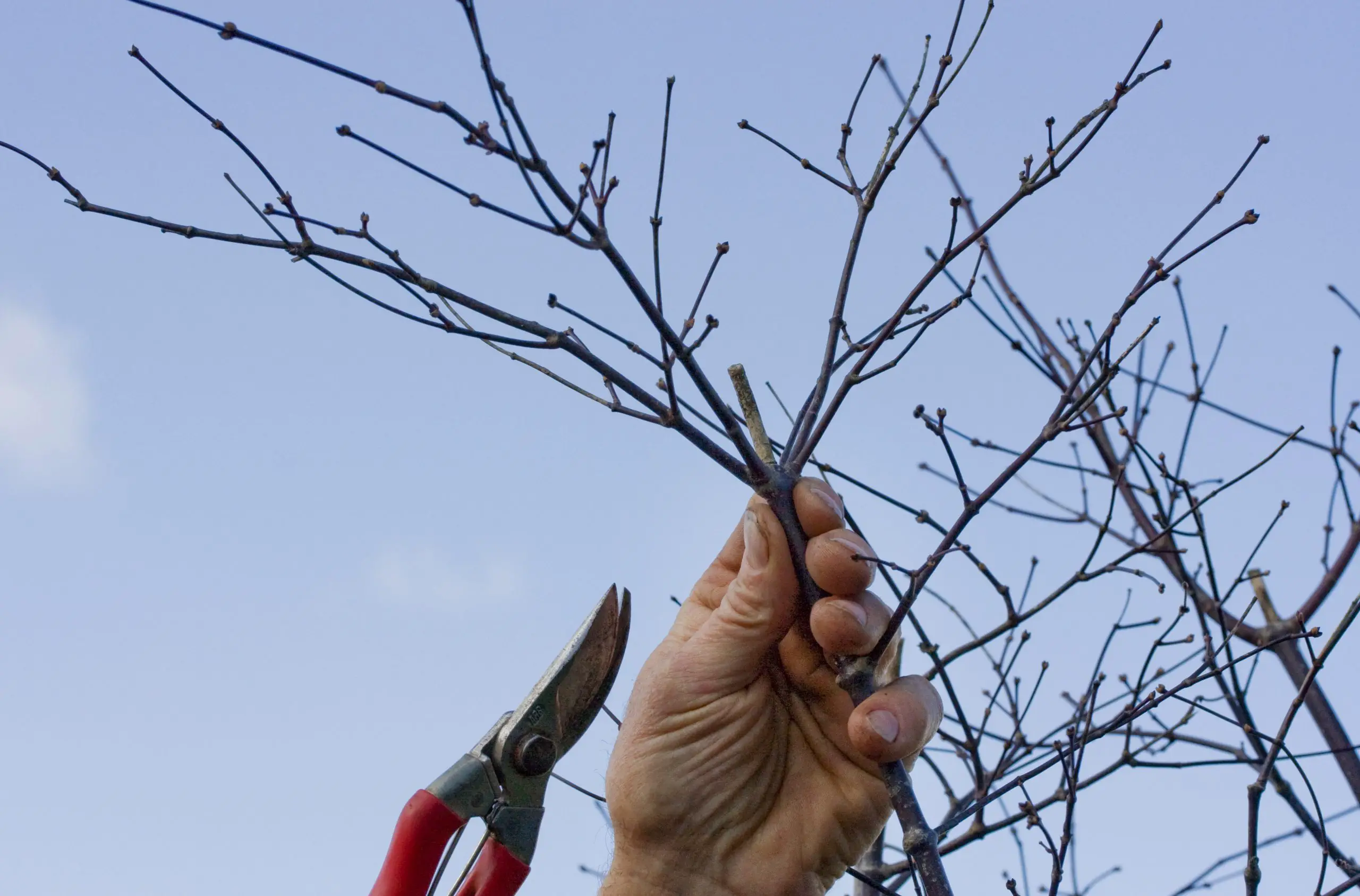 Maple Tree Pruning Techniques